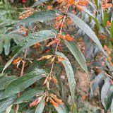 Fire-Flame Bush (Dhaiphul / Dhataki) - Leaves