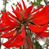 Indian Coral Tree (Mandar / Paribhadra) - Flowers