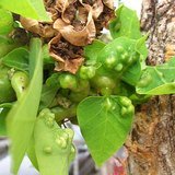 Indian Coral Tree (Mandar / Paribhadra) - Leaves