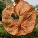 Dinnerplate Tree (Kanak Champa / Muchukunda) - Leaves