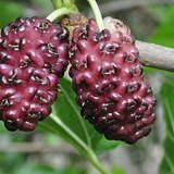 Indian Mulberry (Tut / Tuda) - Fruits / Seeds