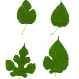 Indian Mulberry (Tut / Tuda) - Leaves