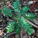 Curry Leaf Tree (Kadi Patta / Kaidarya) - Leaves
